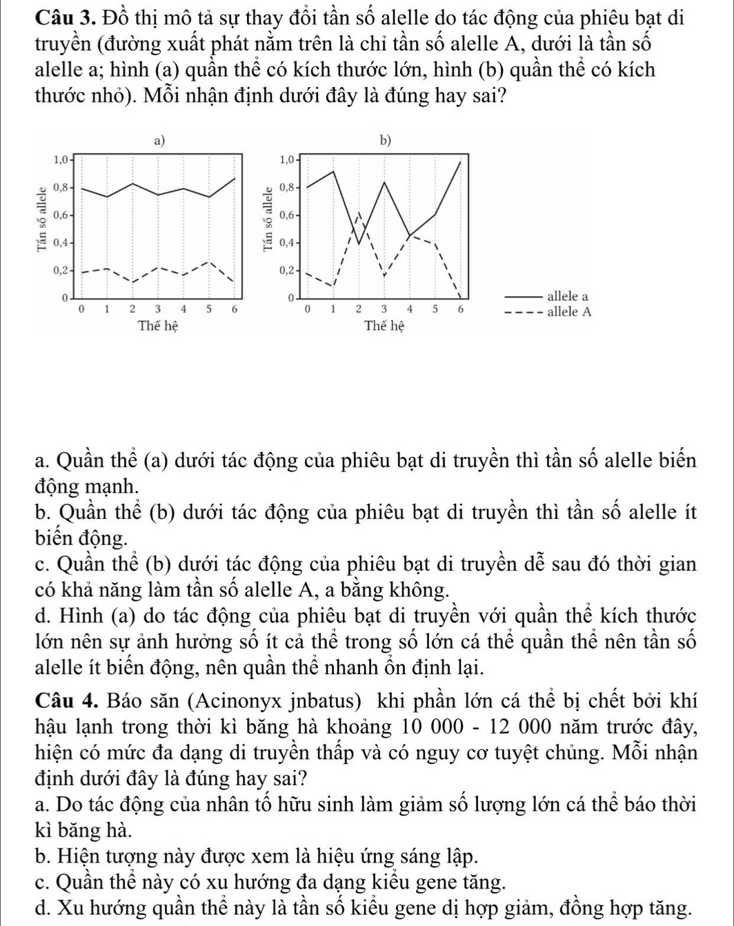 Đồ thị mô tả sự thay đổi tần số alelle do tác động của phiêu bạt di
truyền (đường xuất phát nằm trên là chỉ tần số alelle A, dưới là tần số
alelle a; hình (a) quần thể có kích thước lớn, hình (b) quần thể có kích
thước nhỏ). Mỗi nhận định dưới đây là đúng hay sai?
b)
1,0·
0,8
0,6 -  
0,4
0,2
0 _allele a
0 1 2 3 4 5 6 _allele A
Thế hệ
a. Quần thể (a) dưới tác động của phiêu bạt di truyền thì tần số alelle biến
động mạnh.
b. Quần thể (b) dưới tác động của phiêu bạt di truyền thì tần số alelle ít
biến động.
c. Quần thể (b) dưới tác động của phiêu bạt di truyền dễ sau đó thời gian
có khả năng làm tần số alelle A, a bằng không.
d. Hình (a) do tác động của phiêu bạt di truyền với quần thể kích thước
lớn nên sự ảnh hưởng số ít cả thể trong số lớn cá thể quần thể nên tần số
alelle ít biến động, nên quần thể nhanh ổn định lại.
Câu 4. Báo săn (Acinonyx jnbatus) khi phần lớn cá thể bị chết bởi khí
hậu lạnh trong thời kì băng hà khoảng 10 000 - 12 000 năm trước đây,
hiện có mức đa dạng di truyền thấp và có nguy cơ tuyệt chủng. Mỗi nhận
định dưới đây là đúng hay sai?
a. Do tác động của nhân tố hữu sinh làm giảm số lượng lớn cá thể báo thời
kì băng hà.
b. Hiện tượng này được xem là hiệu ứng sáng lập.
c. Quần thể này có xu hướng đa dạng kiều gene tăng.
d. Xu hướng quần thể này là tần số kiểu gene dị hợp giảm, đồng hợp tăng.