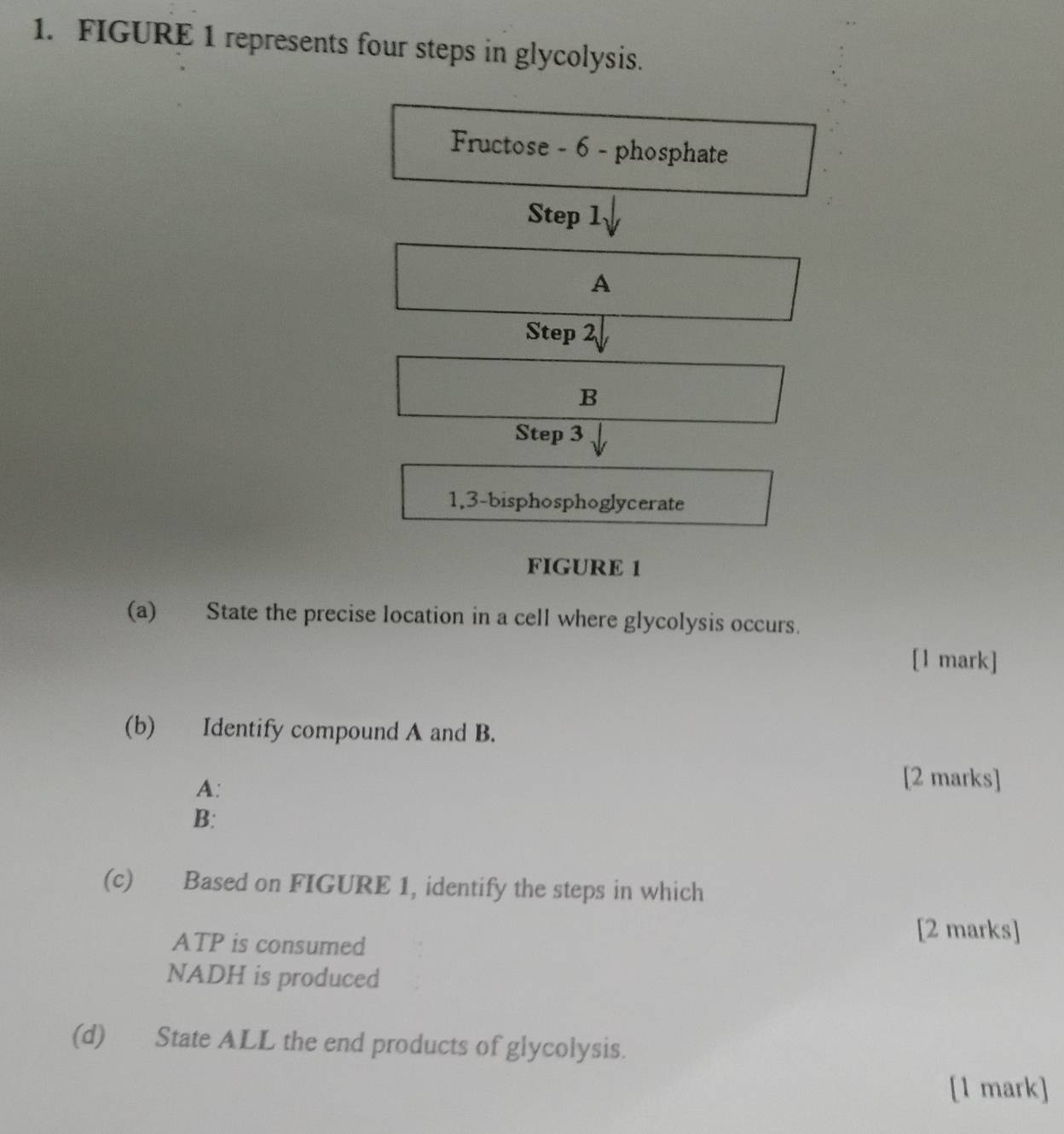 FIGURE 1 represents four steps in glycolysis. 
Fructose - 6 - phosphate 
Step 1
A 
Step 2
B 
Step 3
1, 3 -bisphosphoglycerate 
FIGURE 1 
(a) State the precise location in a cell where glycolysis occurs. 
[1 mark] 
(b) Identify compound A and B. 
A: 
[2 marks] 
B: 
(c) Based on FIGURE 1, identify the steps in which 
ATP is consumed 
[2 marks] 
NADH is produced 
(d) State ALL the end products of glycolysis. 
[1 mark]