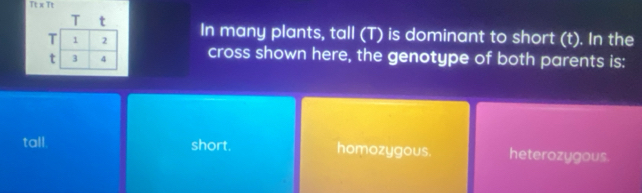 Tt x Tt
In many plants, tall (T) is dominant to short (t). In the
cross shown here, the genotype of both parents is:
tall. short. homozygous. heterozygous.