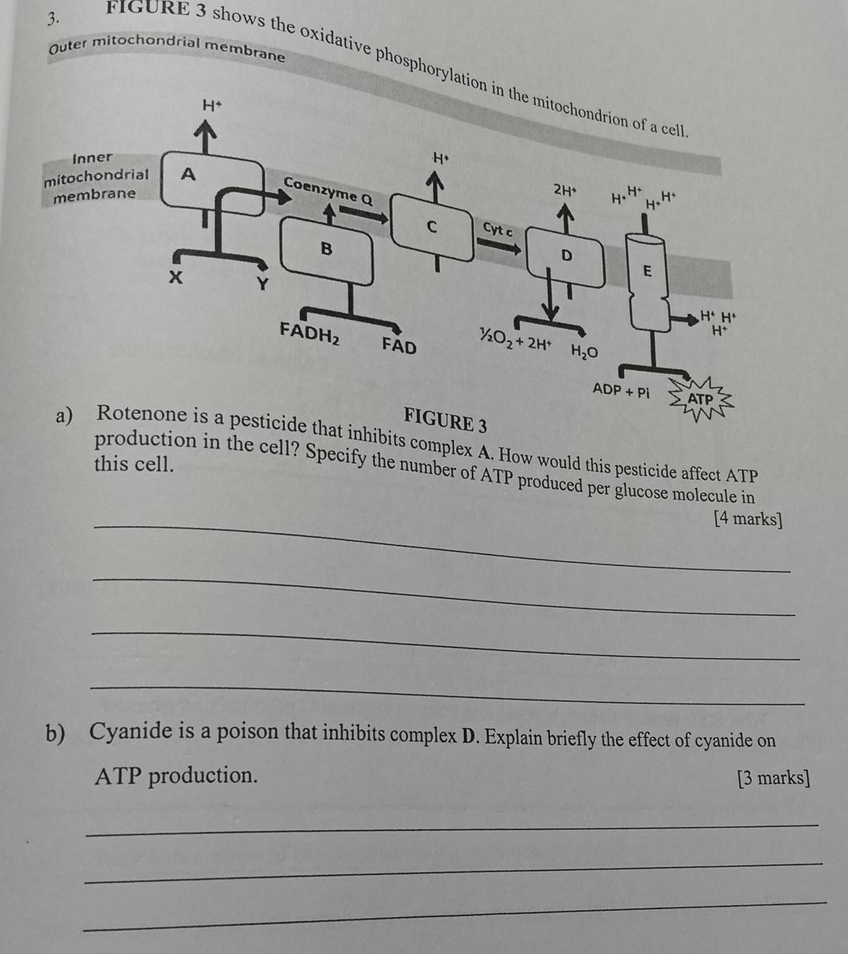 Outer mitochondrial membrane
FIGURE 3 shows the oxidative phosphorylati
ibits complex A. How would this pesticide affect ATP
this cell.
production in the cell? Specify the number of ATP produced per glucose molecule in
_[4 marks]
_
_
_
b) Cyanide is a poison that inhibits complex D. Explain briefly the effect of cyanide on
ATP production. [3 marks]
_
_
_