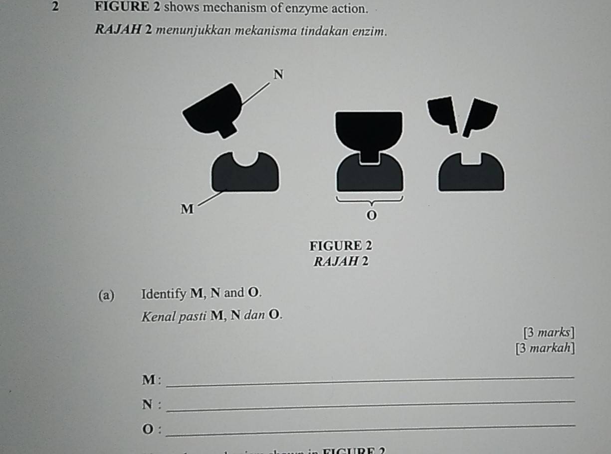 FIGURE 2 shows mechanism of enzyme action. 
RAJAH 2 menunjukkan mekanisma tindakan enzim.
N
M
0 
FIGURE 2 
RAJAH 2 
(a) Identify M, N and O. 
Kenal pasti M, N dan O. 
[3 marks] 
[3 markah]
M :_
N : 
_
O : 
_