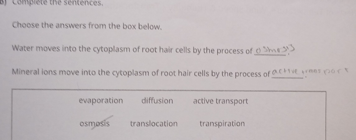 Complete the sentences.
Choose the answers from the box below.
Water moves into the cytoplasm of root hair cells by the process of_
Mineral ions move into the cytoplasm of root hair cells by the process of_
evaporation diffusion active transport
osmosis translocation transpiration