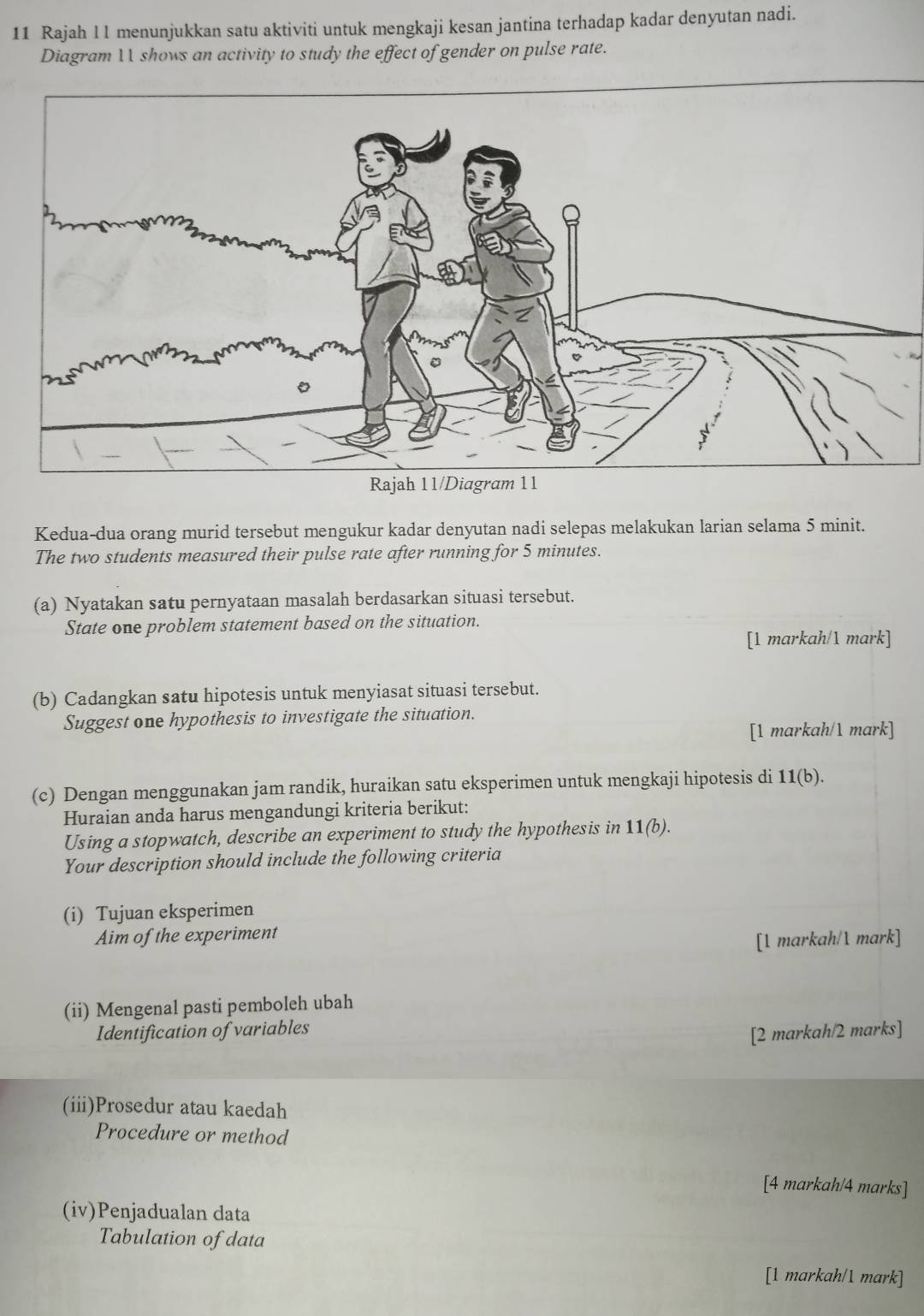 Rajah l 1 menunjukkan satu aktiviti untuk mengkaji kesan jantina terhadap kadar denyutan nadi. 
Diagram W shows an activity to study the effect of gender on pulse rate. 
Kedua-dua orang murid tersebut mengukur kadar denyutan nadi selepas melakukan larian selama 5 minit. 
The two students measured their pulse rate after running for 5 minutes. 
(a) Nyatakan satu pernyataan masalah berdasarkan situasi tersebut. 
State one problem statement based on the situation. 
[1 markah/1 mark] 
(b) Cadangkan satu hipotesis untuk menyiasat situasi tersebut. 
Suggest one hypothesis to investigate the situation. 
[1 markah/1 mark] 
(c) Dengan menggunakan jam randik, huraikan satu eksperimen untuk mengkaji hipotesis di 11(b). 
Huraian anda harus mengandungi kriteria berikut: 
Using a stopwatch, describe an experiment to study the hypothesis in 11(b). 
Your description should include the following criteria 
(i) Tujuan eksperimen 
Aim of the experiment 
[1 markah/1 mark] 
(ii) Mengenal pasti pemboleh ubah 
Identification of variables 
[2 markah/2 marks] 
(iii)Prosedur atau kaedah 
Procedure or method 
[4 markah/4 marks] 
(iv)Penjadualan data 
Tabulation of data 
[1 markah/1 mark]