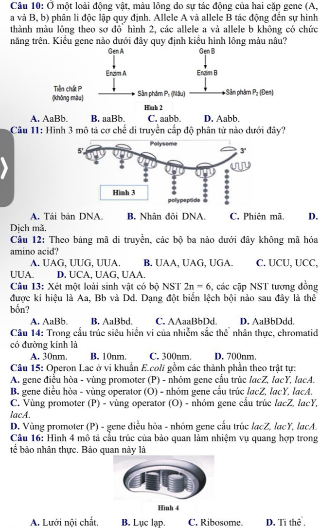 Ở một loài động vật, màu lông do sự tác động của hai cặp gene (A,
a và B, b) phân li độc lập quy định. Allele A và allele B tác động đến sự hình
thành màu lông theo sơ đô hình 2, các allele a và allele b không có chức
năng trên. Kiều gene nào dưới đây quy định kiều hình lông màu nâu?
A. AaBb. B. aaBb. C. aabb. D. Aabb.
Câu 11: Hình 3 mô tả cơ chế di truyền cấp độ phân tử nào dưới đây?
A. Tái bản DNA. B. Nhân đôi DNA. C. Phiên mã. D.
Dịch mã.
Câu 12: Theo bảng mã di truyền, các bộ ba nào dưới đây không mã hóa
amino acid?
A. UAG, UUG, UUA. B. UAA, UAG, UGA. C. UCU, UCC,
UUA. D. UCA, UAG, UAA.
Câu 13: Xét một loài sinh vật có bộ NST 2n=6 , các cặp NST tương đồng
được kí hiệu là Aa, Bb và Dd. Dạng đột biến lệch bội nào sau đây là thể
bốn?
A. AaBb. B. AaBbd. C. AAaaBbDd. D. AaBbDdd.
Câu 14: Trong cấu trúc siêu hiển vi của nhiễm sắc thể  nhân thực, chromatid
có đường kính là
A. 30nm. B. 10nm. C. 300nm. D. 700nm.
Câu 15: Operon Lac ở vi khuẩn E.coli gồm các thành phần theo trật tự:
A. gene điều hòa - vùng promoter (P) - nhóm gene cấu trúc lacZ, lacY, lacA.
B. gene điều hòa - vùng operator (O) - nhóm gene cấu trúc lacZ, lacY, lacA.
C. Vùng promoter (P) - vùng operator (O) - nhóm gene cấu trúc lacZ, lacY,
lacA.
D. Vùng promoter (P) - gene điều hòa - nhóm gene cấu trúc lacZ, lacY, lacA.
Câu 16: Hình 4 mô tả cầu trúc của bào quan làm nhiệm vụ quang hợp trong
tế bào nhân thực. Bào quan này là
Hình 4
A. Lưới nội chất. B. Lục lạp. C. Ribosome. D. Ti thể .