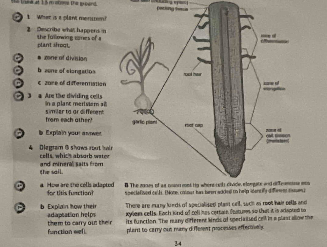 the trunk at 1.5 m abows the ground. Dit ing 
a 1 What is a plant meristem? 
Describe what happens in 
the fullowing zones of a 
plant shoo 
zone of division 
a b zone of elongation 
zone of differentiation 
a 3 a Are the dividing ceils 
in a plant meristem all 
similar to or different 
from each other? 
b Explain your answer 
4 Diagram 8 shows root hair 
cells, which absorb water 
and mineral salts from 
the sail. 
How are the cells adapte8 The zones of an onion mot tip where cells divide, eloogate and differentiste ento 
for this function? s) 
b Explain how their There are many kinds of specialised plant cell, such as root hair cells and 
adaptation helps xylem cells. Each kind of cell has certain features so that it is adapted to 
them to carry out their its function. The many different kinds of specialised cell in a plant allow the 
function well. plant to carry out many different processes effectively. 
34