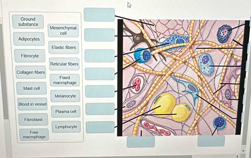 Solved: Ground substance Mesenchymal cell Adipocytes Elastic fibers ...