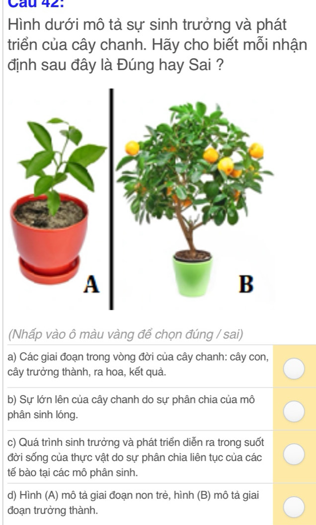 Cầu 42: 
Hình dưới mô tả sự sinh trưởng và phát 
triển của cây chanh. Hãy cho biết mỗi nhận 
định sau đây là Đúng hay Sai ? 
(Nhấp vào ô màu vàng để chọn đúng / sai) 
a) Các giai đoạn trong vòng đời của cây chanh: cây con, 
cây trưởng thành, ra hoa, kết quả. 
b) Sự lớn lên của cây chanh do sự phân chia của mô 
phân sinh lóng. 
c) Quá trình sinh trưởng và phát triển diễn ra trong suốt 
đời sống của thực vật do sự phân chia liên tục của các 
tế bào tại các mô phân sinh. 
d) Hình (A) mô tả giai đoạn non trẻ, hình (B) mô tả giai 
đoạn trưởng thành.