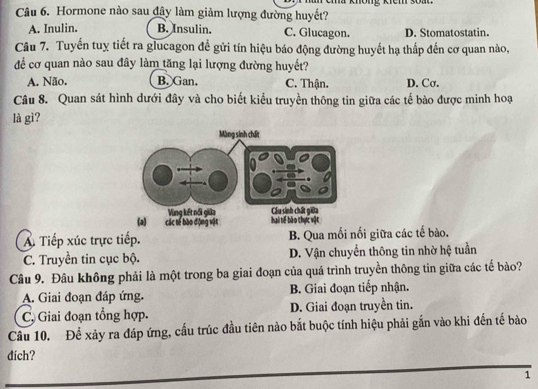 emt không kíêm 30à
Câu 6. Hormone nào sau đây làm giảm lượng đường huyết?
A. Inulin. B. Insulin. C. Glucagon. D. Stomatostatin.
Câu 7. Tuyến tuỵ tiết ra glucagon để gửi tín hiệu báo động đường huyết hạ thấp đến cơ quan nào,
để cơ quan nào sau đây làm tăng lại lượng đường huyết?
A. Não. B. Gan. C. Thận. D. Cσ.
Câu 8. Quan sát hình dưới đây và cho biết kiểu truyền thông tin giữa các tế bào được minh hoạ
là gì?
A Tiếp xúc trực tiếp. B. Qua mối nối giữa các tế bào.
C. Truyền tin cục bộ. D. Vận chuyển thông tin nhờ hệ tuần
Câu 9. Đâu không phải là một trong ba giai đoạn của quá trình truyền thông tin giữa các tế bào?
A. Giai đoạn đáp ứng. B. Giai đoạn tiếp nhận.
C, Giai đoạn tổng hợp. D. Giai đoạn truyền tin.
Câu 10. Để xảy ra đáp ứng, cấu trúc đầu tiên nào bắt buộc tính hiệu phải gắn vào khi đến tế bào
đích?
1