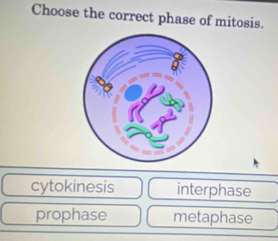 Choose the correct phase of mitosis.
cytokinesis interphase
prophase metaphase