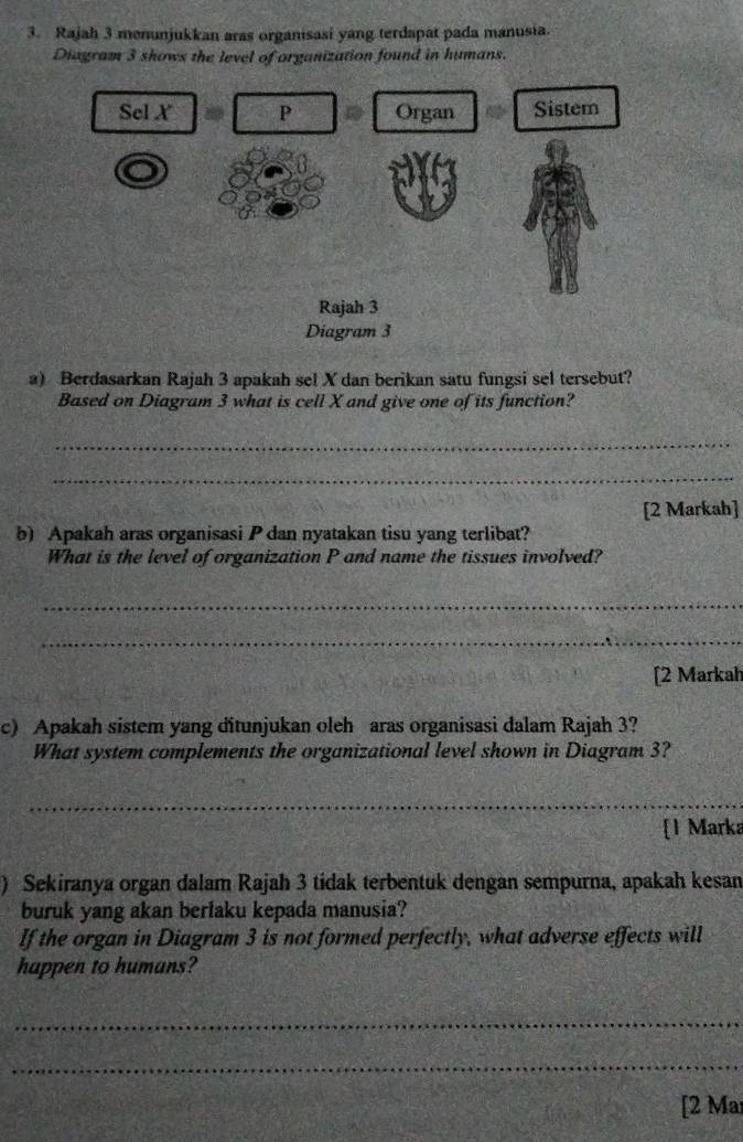 Rajah 3 menunjukkan aras organisasi yang terdapat pada manusia. 
Diagram 3 shows the level of organization found in humans. 
Sel X P Organ Sistem 
o 
Rajah 3 
Diagram 3 
a) Berdasarkan Rajah 3 apakah sel X dan berikan satu fungsi sel tersebut? 
Based on Diagram 3 what is cell X and give one of its function? 
_ 
_ 
[2 Markah] 
b) Apakah aras organisasi P dan nyatakan tisu yang terlibat? 
What is the level of organization P and name the tissues involved? 
_ 
_ 
[2 Markah 
c) Apakah sistem yang đitunjukan oleh aras organisasi dalam Rajah 3? 
What system complements the organizational level shown in Diagram 3? 
_ 
1 Marka 
) Sekiranya organ dalam Rajah 3 tidak terbentuk dengan sempurna, apakah kesan 
buruk yang akan berlaku kepada manusia? 
If the organ in Diagram 3 is not formed perfectly, what adverse effects will 
happen to humans? 
_ 
_ 
[2 Ma