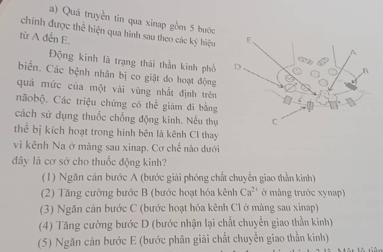 Quá truyền tin qua xinap gồm 5 bước
chính được thể hiện qua hình sau theo các ký hiệu
từ A đến E.
Động kinh là trạng thái thần kinh phố 
biến. Các bệnh nhân bị co giật do hoạt động
quá mức của một vài vùng nhất định trên
nãobộ. Các triệu chứng có thể giảm đi bằng
cách sử dụng thuốc chống động kinh. Nếu thụ
thể bị kích hoạt trong hình bên là kênh CI thay
vì kênh Na ở màng sau xinap. Cơ chế nào dưới
đây là cơ sở cho thuốc động kinh?
(1) Ngăn cản bước A (bước giải phóng chất chuyền giao thần kinh)
(2) Tăng cường bước B (bước hoạt hóa kênh Ca^(2+) ở màng trước xynap)
(3) Ngăn cản bước C (bước hoạt hóa kênh Cl ở màng sau xinap)
(4) Tăng cường bước D (bước nhận lại chất chuyển giao thần kinh)
(5) Ngăn cản bước E (bước phân giải chất chuyền giao thần kinh)
lA tiên