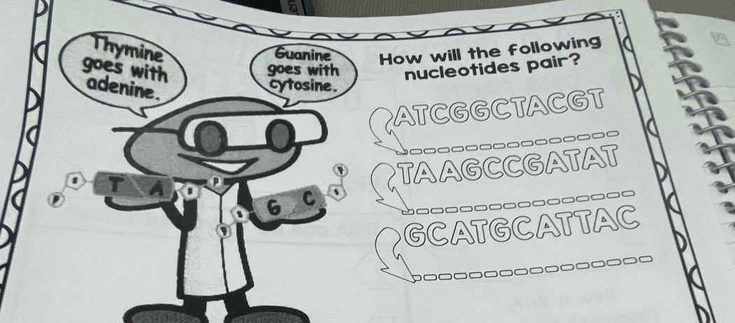 Thymine
Guanine How will the following
goes with nucleotides pair?
goes with
adenine.
cytosine.
ATCGGCTACGT

A
TAAGCCGATAT
6 C

GCATGCATTAC
□