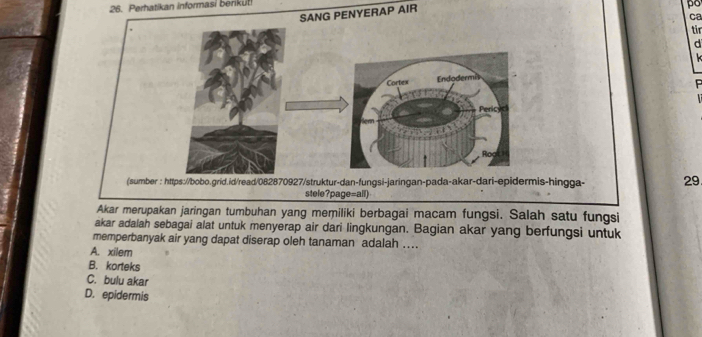 Perhatikan informasi berikut!
SANG PENYERAP AIR
po
ca
tir
d
k 
Cortex Endodermi
Pericyc
Roc
(sumber : https://bobo.grid.id/read/082870927/struktur-dan-fungsi-jaringan-pada-akar-dari-epidermis-hingga- 29
stele?page=all)
Akar merupakan jaringan tumbuhan yang memiliki berbagai macam fungsi. Salah satu fungsi
akar adalah sebagai alat untuk menyerap air dari lingkungan. Bagian akar yang berfungsi untuk
memperbanyak air yang dapat diserap oleh tanaman adalah ....
A. xilem
B. korteks
C. bulu akar
D. epidermis