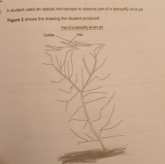 A student used an optical microscope to observe part of a damselfly larva gill. 
Figure 2 shows the drawing the student produced. 
Part of a damselfly larva's gill 
Cuticle Hair