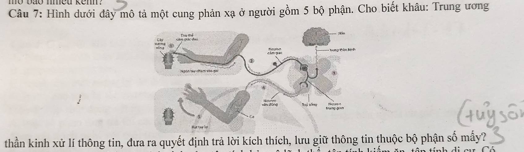 mo bão nmeu kenn? 
Câu 7: Hình dưới đây mô tả một cung phản xạ ở người gồm 5 bộ phận. Cho biết khâu: Trung ương 
thần kinh xử lí thông tin, đưa ra quyết định trả lời kích thích, lưu giữ thông tin thuộc bộ phận số mấy?