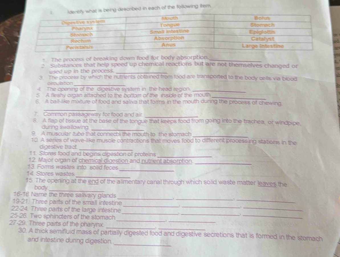 is being described in each of the following item, 
. The process of breaking down food for body absorption._ 
2 Substances that help speed up chemical reactions but are not themselves changed or 
used up in the process._ 

3. The process by which the nutrients obtained from food are transported to the body cells via blood 
circulation_ 
4 The opening of the digestive system in the head region._ 
5. A fieshy organ attached to the bottom of the inside of the mouth_ 
_ 
6. A ball-like mixture of food and saliva that forms in the mouth during the process of chewing. 
7. Common passageway for food and air._ 
8. A flap of tissue at the base of the tongue that keeps food from going into the trachea, or windpipe, 
during swellowing._ 
9. A muscular tube that connects the mouth to the stomach_ 
10. A series of wave-like muscle contractions that moves food to different processing stations in the 
digestive tract_ 
11. Stores food and begins digestion of proteins_ 
12. Major organ of chemical digestion and nutrient absorption. 
_ 
13. Forms wastes into solid feces 
_ 
_ 
14. Stores wastes 
15. The opening at the end of the alimentary canal through which solid waste matter leaves the 
body._ 
_ 
_ 
_ 
16-18 Name the three salivary glands 
_ 
19-21. Three parts of the small intestine 
22-24. Three parts of the large intestine 
_ 
__` 
_ 
25-26. Two sphincters of the stomach 
_、 
_ 
_ 
27-29. Three parts of the pharynx. 
_ 
_、 
_ 
30. A thick semifluid mass of partially digested food and digestive secretions that is formed in the stomach 
and intestine during digestion.