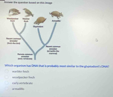 Answer the question based on this image
Which organism has DNA that is probably most similar to the glyptodont's DNA?
warbler finch
woodpecker finch
early vertebrate
armadillo