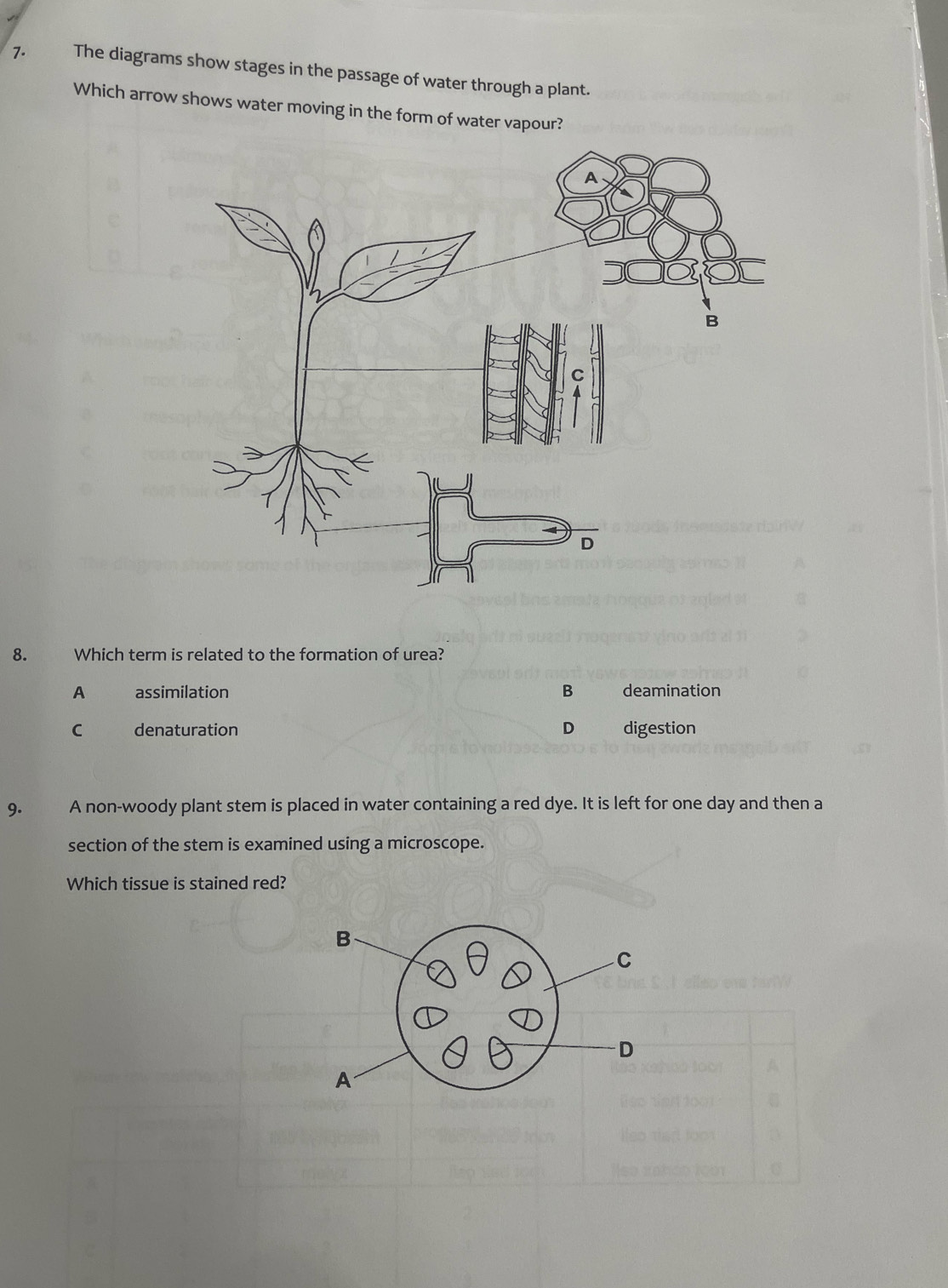 The diagrams show stages in the passage of water through a plant.
Which arrow shows water moving in the form of water vapour?
8. Which term is related to the formation of urea?
A assimilation B deamination
D
C denaturation digestion
9. A non-woody plant stem is placed in water containing a red dye. It is left for one day and then a
section of the stem is examined using a microscope.
Which tissue is stained red?
B
C
D
A