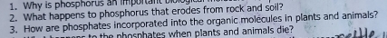 Why is phosphorus an important bl 
2. What happens to phosphorus that erodes from rock and soil? 
3. How are phosphates incorporated into the organic molécules in plants and animals? 
the nhosphates when plants and animals die ?