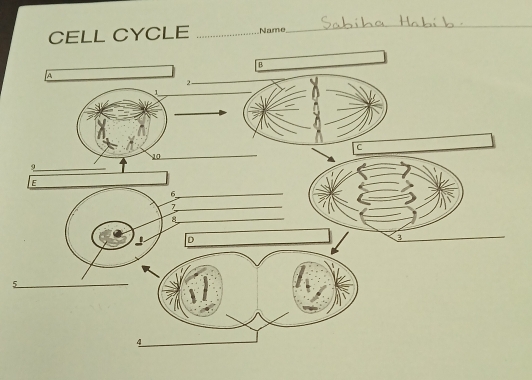 CELL CYCLE _Name 
_ 
_ 
_5