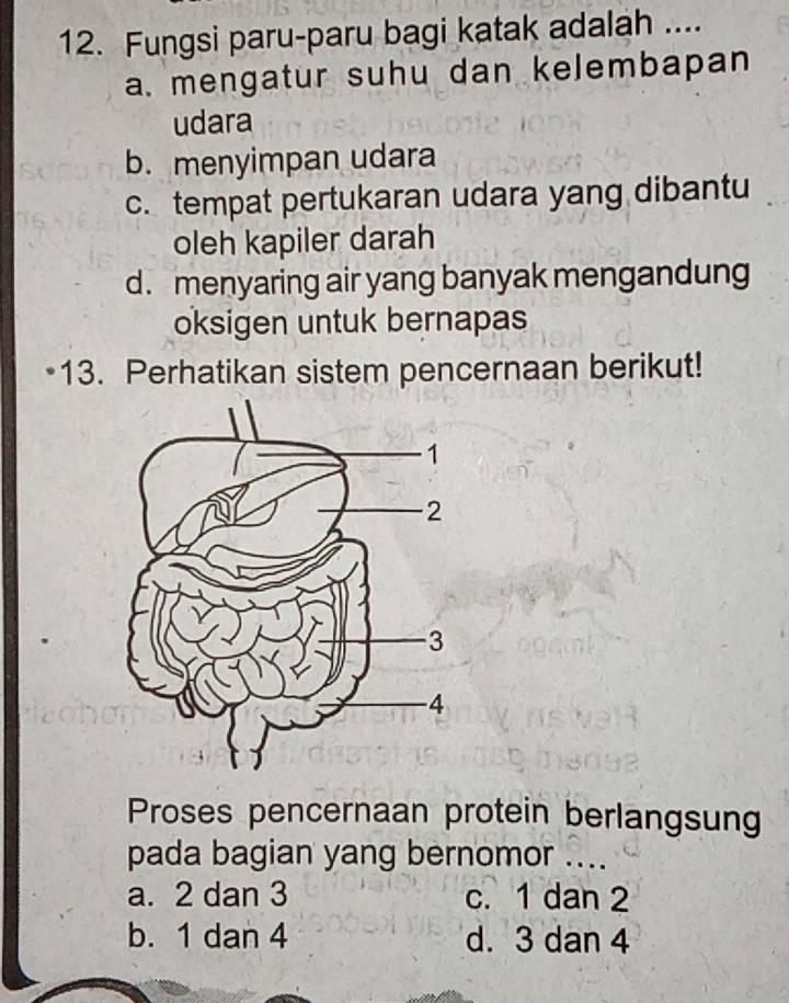 Fungsi paru-paru bagi katak adalah ....
a. mengatur suhu dan kelembapan
udara
b. menyimpan udara
c. tempat pertukaran udara yang dibantu
oleh kapiler darah
d. menyaring air yang banyak mengandung
oksigen untuk bernapas
13. Perhatikan sistem pencernaan berikut!
Proses pencernaan protein berlangsung
pada bagian yang bernomor ....
a. 2 dan 3 c. 1 dan 2
b. 1 dan 4 d. 3 dan 4