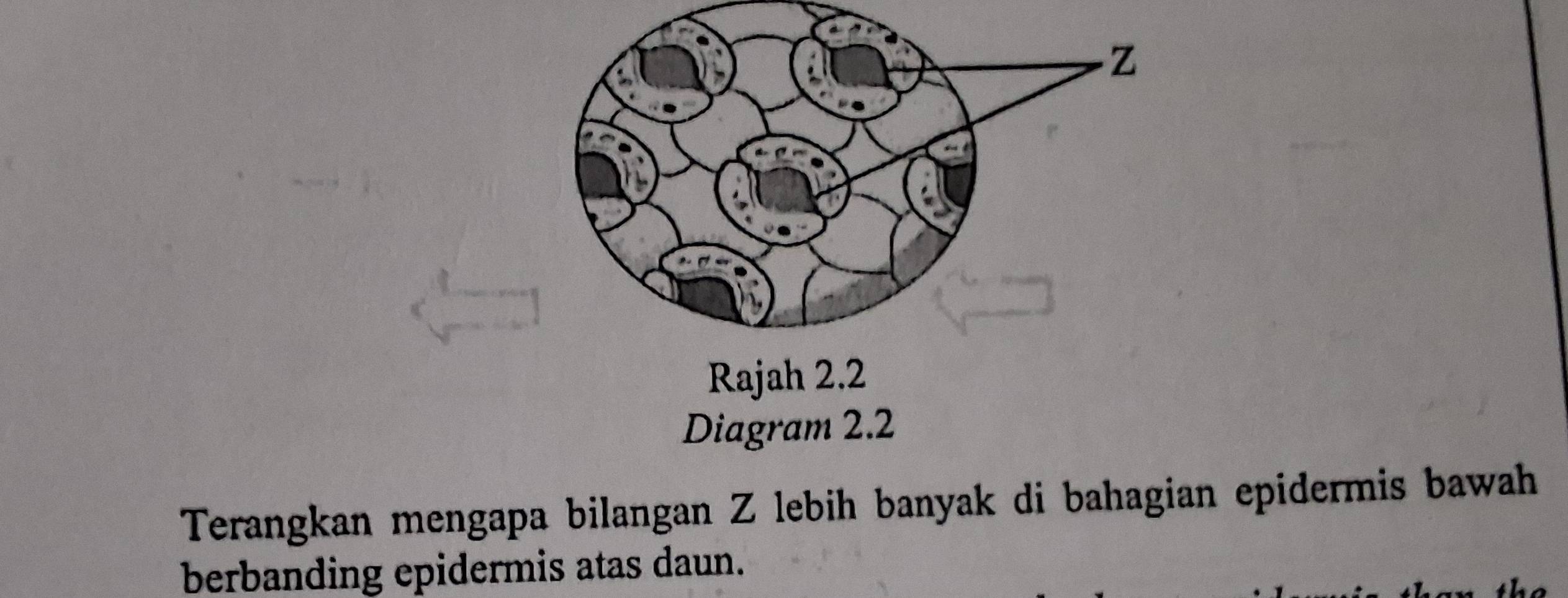 Diagram 2.2 
Terangkan mengapa bilangan Z lebih banyak di bahagian epidermis bawah 
berbanding epidermis atas daun.