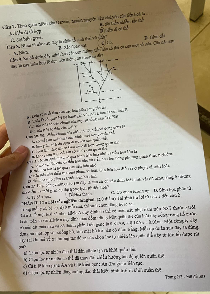 Theo quan niệm của Darwin, nguồn nguyên liệu chủ yếu của tiến hoá là
B. đột biến nhiễm sắc thể.
A. biến dị tổ hợp.
C. đột biến gene. D. biến đị cá thể.
D. Giun đất.
Câu 8. Nhân tố nào sau đây là nhân tố sinh thái vô sinh? C. Cô.
A. Nấm. B. Xác động vật.
Câu 9. Sơ đồ dưới đây minh họa các con đường tiến hóa có thể có của một số loài. Câu nào sau
đây là suy luận hợp lệ dựa trên ng sơ đồ?
A. Loài C là tồ tiên của các loài hiện đang tồn tại.
B. Loài D có quan hệ họ hàng gần với loài E hơn là với loài F.
C. Loài A là tổ tiên chung của mọi sự sống trên Trái Đất.
D. Loài B là tổ tiên của loài F.
Câu 10. Đặc điểm chung của nhân tố đột biến và dòng gene là
A. có thể làm xuất hiện các allele mới trong quần thể.
B. làm giảm tính đa dạng đi truyền của quần thể.
C. luôn làm tăng tần số kiểu gene dị hợp trong quần thề.
D. không làm thay đổi tần số allele của quần thể.
Câu 11. Nhận định đúng về quá trình tiến hóa nhỏ và tiến hóa lớn là
As có thể nghiên cứu cả tiến hóa nhỏ và tiến hóa lớn bằng phương pháp thực nghiệm.
B. tiến hóa lớn là hệ quả của tiến hóa nhỏ.
C. tiến hóa nhỏ diễn ra trong phạm vi loài, tiến hóa lớn diễn ra ở phạm vi trên loài.
D. tiến hóa nhỏ diễn ra trước tiến hóa lớn.
Câu 12. Loại bằng chứng nào sau đây là căn cứ để xác định loài sinh vật đã từng sống ở những
địa điểm và thời gian cụ thể trong lịch sử tiến hóa?
A. Tế bào học. B. Hóa thạch. C. Cơ quan tương tự. D. Sinh học phân tử.
PHÀN II. Câu hỏi trắc nghiệm đúng/sai. (2,0 điểm) Thí sinh trả lời từ câu 1 đến câu 2.
Trong mỗi ý a), b), c), d) ở mỗi câu, thí sinh chọn đúng hoặc sai.
Câu 1. Ở một loài cá nhỏ, allele A quy định cơ thể có màu nâu nhạt nằm trên NST thường trội
hoàn toàn so với allele a quy định màu đốm trắng. Một quần thể của loài này sống trong hồ nước
có nền cát màu nâu và có thành phần kiểu gene là 0,81AA+0,18Aa+0,01 aa. Một công ty xây
dựng rải một lớp sỏi xuống hồ, làm mặt hồ trở nên có đốm trắng. Mỗi dự đoán sau đây là đúng
hay sai khi nói về xu hướng tác động của chọn lọc tự nhiên lên quần thể này từ khi hồ được rài
sỏi?
a) Chọn lọc tự nhiên đào thải dần allele lặn ra khỏi quần thể.
b) Chọn lọc tự nhiên có thể đã thay đổi chiều hướng tác động lên quần thể.
c) Cả tỉ lệ kiểu gene AA và tỉ lệ kiểu gene Aa đều giảm liên tục.
d) Chọn lọc tự nhiên tăng cường đào thải kiểu hình trội ra khỏi quần thể.
Trang 2/3 - Mã đề 003