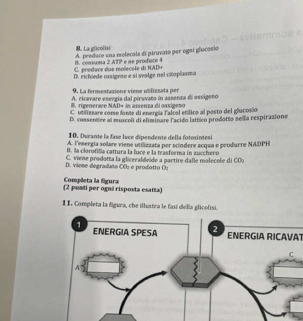 La glicolisi
A. produce una molecola di piruvato per ogni glucosio
B. consuma 2 ATP e ne produce 4
C. produce due molecole di NAD+
D. richiede ossigeno e si svolge nel citoplasma
9. La fermentazione viene utilizzata per
A. ricavare energia dal piruvato in assenza di ossigeno
B. rigenerare NAD+ in assenza di ossigeno
C. utilizzare come fonte di energia l'alcol etilico al posto del glucosio
D. consentire ai muscoli di eliminare l'acido lattico prodotto nella respirazione
10. Durante la fase luce dipendente della fotosintesi
A. l'energia solare viene utilizzata per scindere acqua e produrre NADPH
B. la clorofilla cattura la luce e la trasforma in zucchero
C. viene prodotta la gliceraldeide a partire dalle molecole di CO_2
D. viene degradato CO_2 e prodotto Oz
Completa la figura
(2 punti per ogni risposta esatta)
11. Completa la figura, che illustra le fasi della glicolisi.
ENERGIA RICAVAT