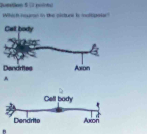 Solved: (2 pointa) Which neurn in the picture is multipolar? A B [Math]