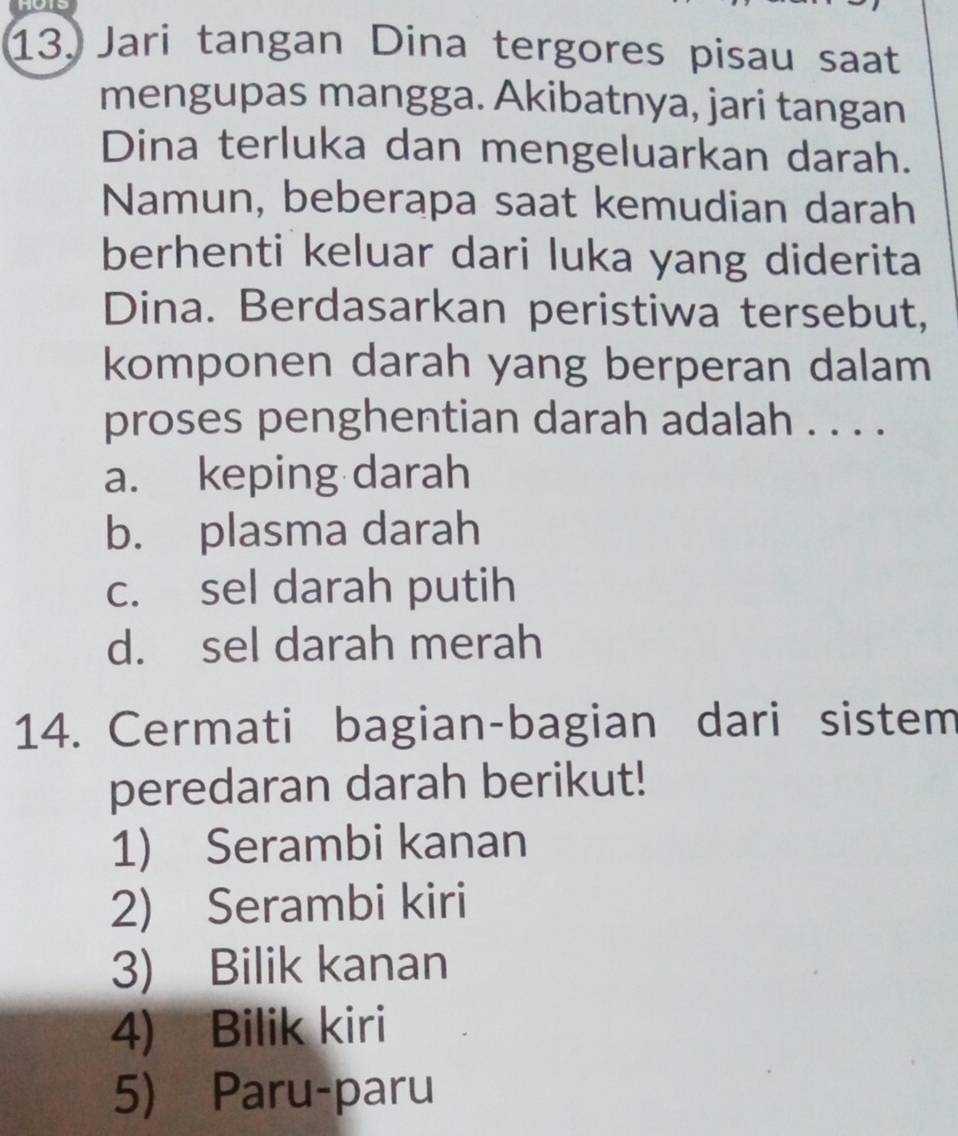 Jari tangan Dina tergores pisau saat
mengupas mangga. Akibatnya, jari tangan
Dina terluka dan mengeluarkan darah.
Namun, beberapa saat kemudian darah
berhenti keluar dari luka yang diderita
Dina. Berdasarkan peristiwa tersebut,
komponen darah yang berperan dalam
proses penghentian darah adalah . . . .
a. keping darah
b. plasma darah
c. sel darah putih
d. sel darah merah
14. Cermati bagian-bagian dari sistem
peredaran darah berikut!
1) Serambi kanan
2) Serambi kiri
3) Bilik kanan
4) Bilik kiri
5) Paru-paru