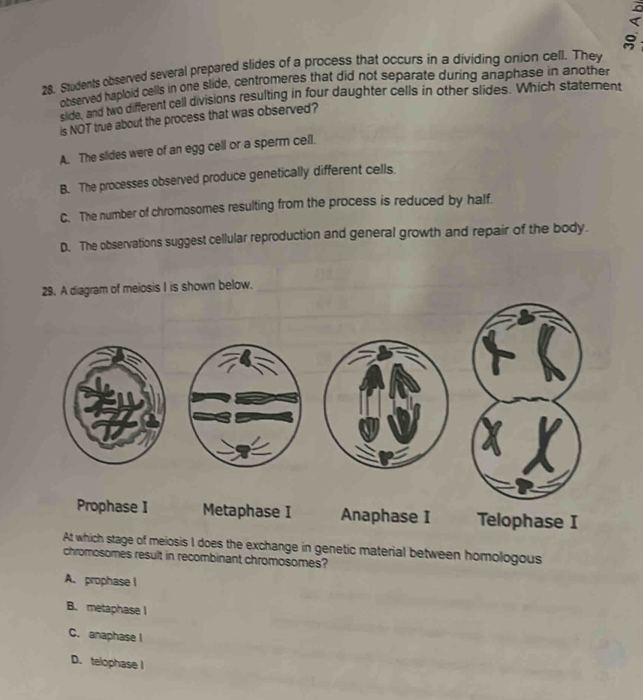 Students observed several prepared slides of a process that occurs in a dividing onion cell. They
observed haploid cells in one slide, centromeres that did not separate during anaphase in another
slide, and two different cell divisions resulting in four daughter cells in other slides. Which statement
is NOT true about the process that was observed?
A. The slides were of an egg cell or a sperm cell.
B. The processes observed produce genetically different cells.
C. The number of chromosomes resulting from the process is reduced by half.
D. The observations suggest cellular reproduction and general growth and repair of the body.
29. A diagram of meiosis I is shown below.
Prophase I Metaphase I Anaphase I Telophase I
At which stage of meiosis I does the exchange in genetic material between homologous
chromosomes result in recombinant chromosomes?
A. prophase I
B. metaphase I
C. anaphase I
D. telophase I