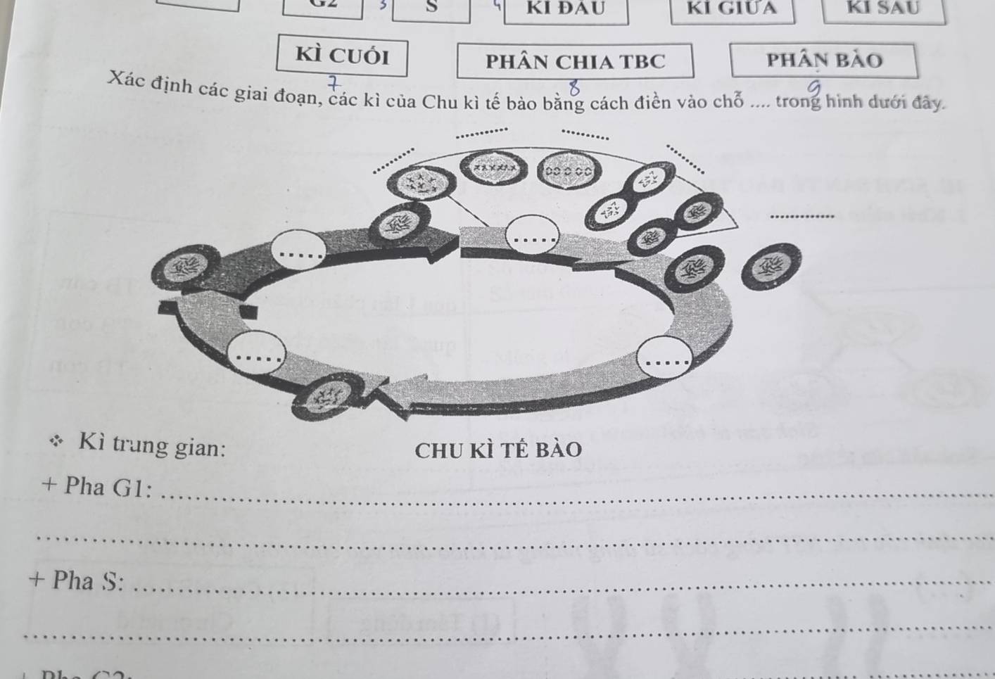 KI ĐAU KI GIUA KI SAU 
kì cuói PHÂN CHIA TBC phân bào 
Xác định các giai đoạn, các kì của Chu kì tế bảo bằng cách điền vào chỗ .... trong hình dưới đây. 
Kì trung gian: chu kì tế bào 
+ Pha G1:_ 
_ 
+ Pha S:_ 
_