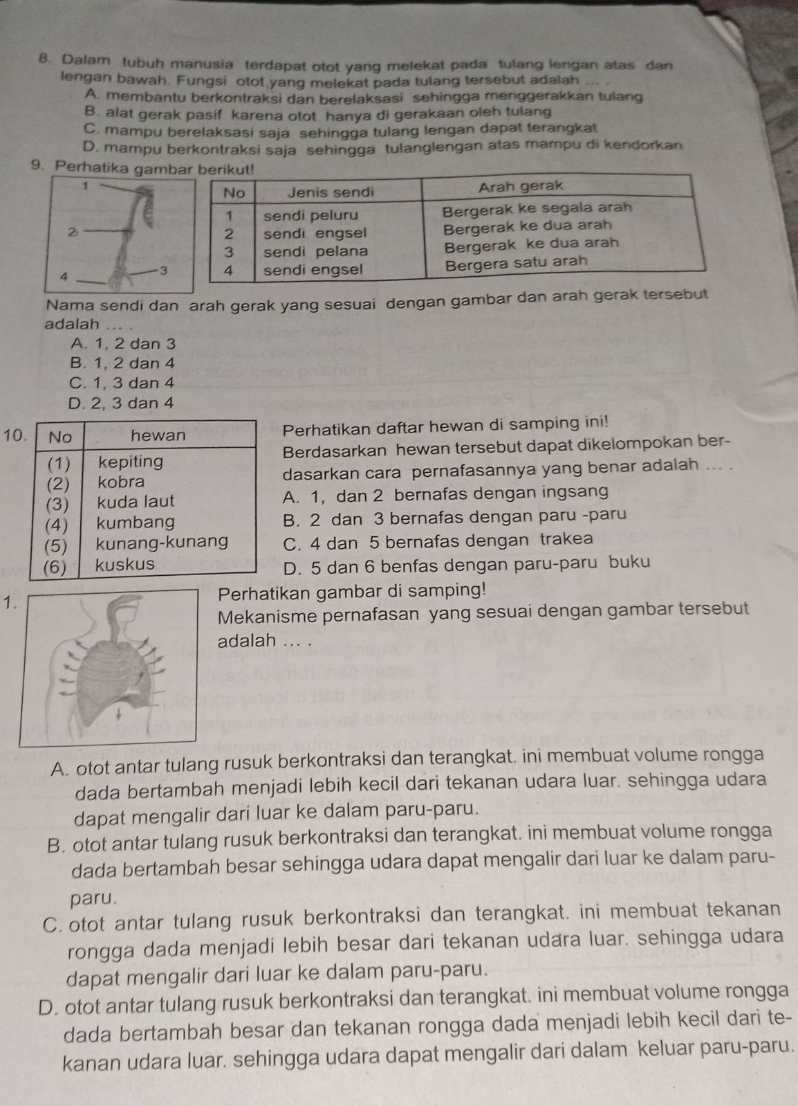 Dalam tubuh manusia terdapat otot yang melekat pada tulang lengan atas dan
lengan bawah. Fungsi otot yang melekat pada tulang tersebut adalah
A. membantu berkontraksi dan berelaksasi sehingga menggerakkan tulang
B. alat gerak pasif karena otot hanya di gerakaan oleh tulang
C. mampu berelaksasi saja sehingga tulang lengan dapat terangkat
D. mampu berkontraksi saja sehingga tulanglengan atas mampu di kendorkan
9. Perhatika gam
Nama sendi dan arah gerak yang sesuai dengan gambar dan arah gerak tersebut
adalah
A. 1, 2 dan 3
B. 1, 2 dan 4
C. 1, 3 dan 4
D. 2, 3 dan 4
10. No hewan Perhatikan daftar hewan di samping ini!
(1) kepiting Berdasarkan hewan tersebut dapat dikelompokan ber-
(2) kobra dasarkan cara pernafasannya yang benar adalah ... .
(3) kuda laut A. 1, dan 2 bernafas dengan ingsang
(4) kumbang B. 2 dan 3 bernafas dengan paru -paru
(5) kunang-kunang C. 4 dan 5 bernafas dengan trakea
(6) kuskus D. 5 dan 6 benfas dengan paru-paru buku
1.
Perhatikan gambar di samping!
Mekanisme pernafasan yang sesuai dengan gambar tersebut
adalah ... .
A. otot antar tulang rusuk berkontraksi dan terangkat. ini membuat volume rongga
dada bertambah menjadi lebih kecil dari tekanan udara luar. sehingga udara
dapat mengalir dari luar ke dalam paru-paru.
B. otot antar tulang rusuk berkontraksi dan terangkat. ini membuat volume rongga
dada bertambah besar sehingga udara dapat mengalir dari luar ke dalam paru-
paru.
C. otot antar tulang rusuk berkontraksi dan terangkat. ini membuat tekanan
rongga dada menjadi lebih besar dari tekanan udara luar. sehingga udara
dapat mengalir dari luar ke dalam paru-paru.
D. otot antar tulang rusuk berkontraksi dan terangkat. ini membuat volume rongga
dada bertambah besar dan tekanan rongga dada menjadi lebih kecil dari te-
kanan udara luar. sehingga udara dapat mengalir dari dalam keluar paru-paru.