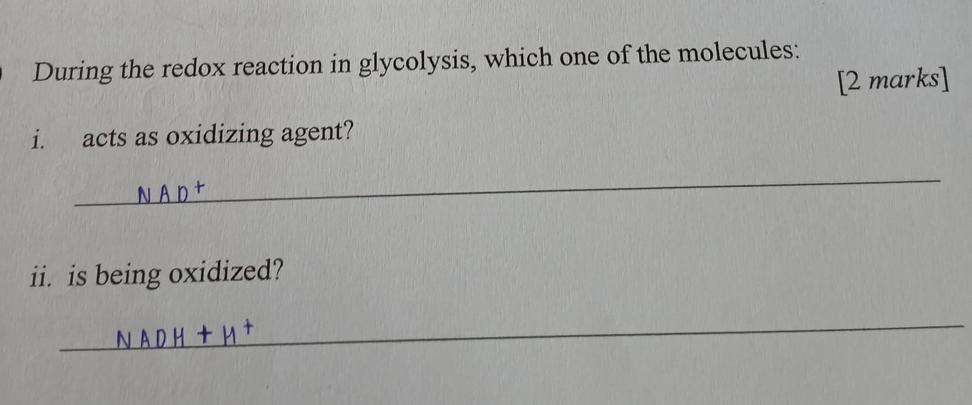 During the redox reaction in glycolysis, which one of the molecules: 
[2 marks] 
i. acts as oxidizing agent? 
_ 
ii. is being oxidized? 
_