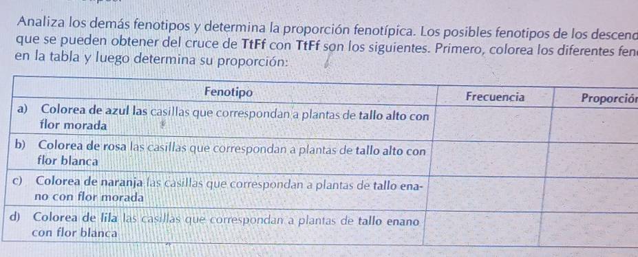 Analiza los demás fenotipos y determina la proporción fenotípica. Los posibles fenotipos de los desceno 
que se pueden obtener del cruce de TtFf con TtFf son los siguientes. Primero, colorea los diferentes fen 
en la tabla y luego determina su proporción: 
ón