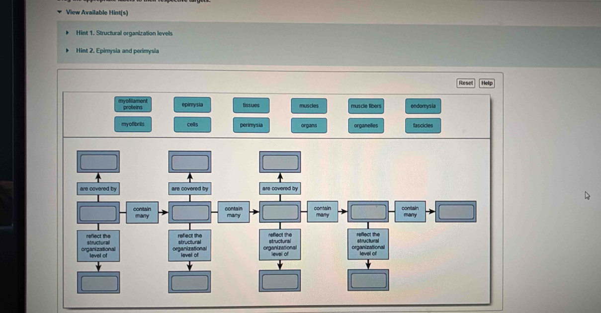 View Available Hint(s) 
Hint 1. Structural organization levels 
Hint 2. Epimysia and perimysia 
Reset Help 
myofilament tissues muscles muscle fibers endomysia 
proteins 
myofibrils cells perimysia organs organelles fascicles