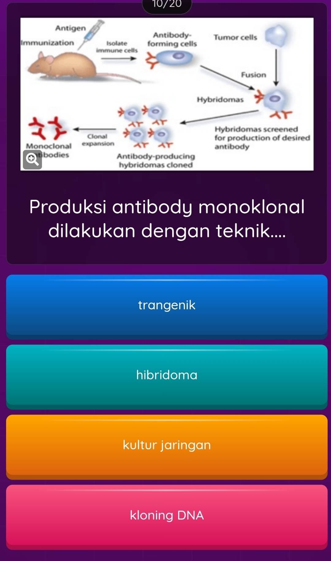 10/20
Produksi antibody monoklonal
dilakukan dengan teknik....
trangenik
hibridoma
kultur jaringan
kloning DNA