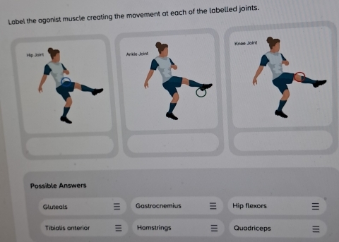 Label the agonist muscle creating the movement at each of the labelled joints.
Possible Answers
Gluteals Gastrocnemius Hip flexors
Tibialis anterior Hamstrings Quadriceps