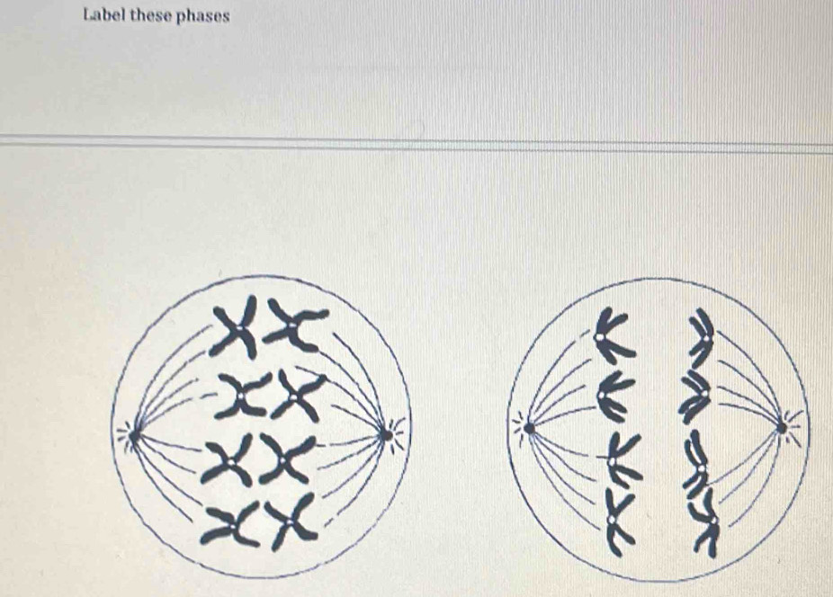 Label these phases