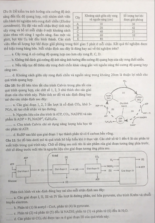 ầu 9: Để kiểm tra ảnh hưởng của cường độ á
sáng đến tốc độ quang hợp, một nhóm sinh vi
tiền hành thí nghiệm trên rong đuôi chồn (Elod
canadensis). Họ đặt vào mỗi chậu thuỷ tinh m
cây rong và bố trí mỗi chậu ở một khoảng cá
khác nhau với cùng 1 nguồn sáng. Sau một 
phút, bọt khí O_2 bắt đầu hình thành. Các si
viên đếm số lượng bọt khí được giải phóng trong thời gian 5 phút ở mỗi chậu. Kết quả thí nghiệm được
thể hiện trong bảng bên. Mỗi nhận định sau đây là đúng hay sai về thí nghiệm trên?
_a. Cây rong A có cường độ quang hợp cao hơn cây rong B, C, D.
_b. Không thể đánh giá cường độ ánh sáng ảnh hưỡng đến cường độ quang hợp của cây rong đuôi chồn.
_c. Nếu tiếp tục để thêm cây rong đuôi chồn khác càng gần với nguồn sáng thì cường độ quang hợp
cảng cao.
_d. Khoảng cách giữa cây rong đuôi chồn và nguồn sáng trong khoảng 20cm là thuận lợi nhất cho
quá trình quang hợp.
Câu 10: Sơ đồ bên tóm tắt chu trình Calvin trong pha tối của
quá trình quang hợp, các chữ số 1, 2, 3 chú thích cho các giai
đoạn của chu trình này. Phân tích sơ đồ và xác định đúng hay
sai cho các nhận định sau đây:
a. Các giai đoạn 1, 2, 3 lần lượt là cố định CO_2, khử 3-
PGA, tái tạo chất nhận và tạo đường. 
_ b. Nguyên liệu của chu trình là / ATP,CO_2, , NADPH và sản
phẩm là ADP+Pi,NADP^+,C_6H_12O_6.
_c. Chu trình Calvin chỉ sử dụng năng lượng hóa học từ
các phân tử ATP,
_d. RuBP sau khi qua giai đoạn 1 tạo thành phân tử có 6 carbon bền vững.
Câu 11: Sơ đồ bên dưới mô tả quá trình hô hấp hiểu khí ở thực vật. Các chữ số từ 1 đến 6 là các phân tử
xuất hiện trong quá trình này. Chữ số đứng sau mũi tên là sản phẩm của giai đoạn tương ứng phía trước,
chữ số đứng trước mũi tên là nguyên liệu cho giai đoạn tương ứng phía sau.
Phân tích hình và xác định đúng hay sai cho mỗi nhận định sau đây:
_a. Các giai đoạn I, II, III và IV lần lượt là đường phân, oxi hóa pyruvate, chu trình Krebs và chuỗi
truyền electron.
_b. Phân tử (1) là acetyl - CoA, phân tử (4) là pyruvate.
_c. Phân tử (2) và phân tử (5) đều là NADH; phân tử (3) và phân tử (6) đều là H_2O.
_d. Các phân tử CO_2 chi được tạo ra ở giai đoạn III của quá trình này.