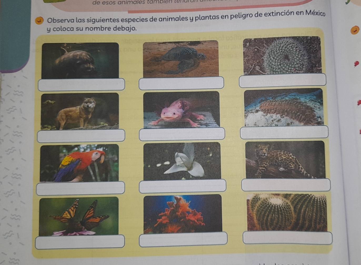 de esos animales también te n o 
Observa las siguientes especies de animales y plantas en peligro de extinción en México 
y coloca su nombre debajo.