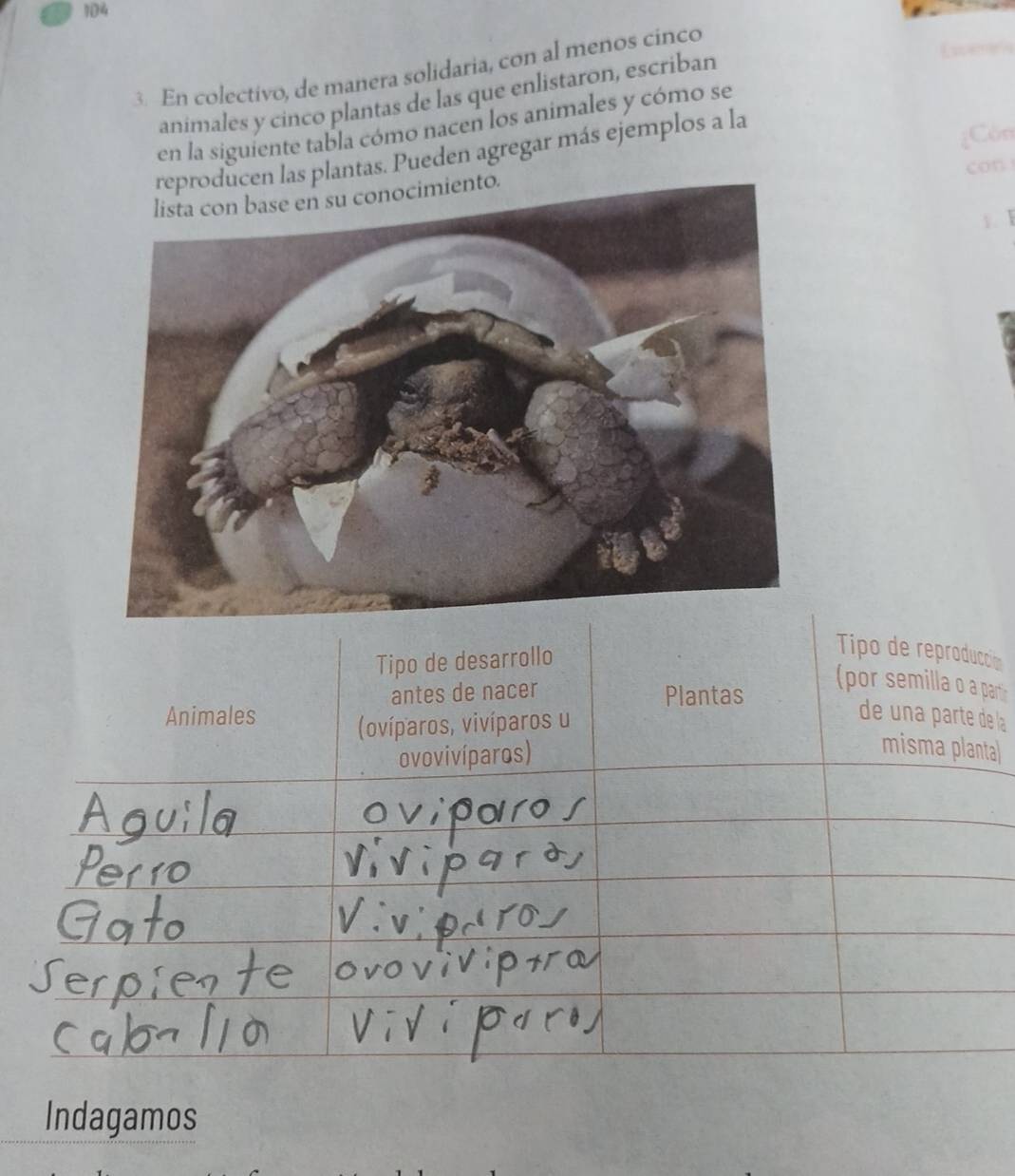 104 
3. En colectivo, de manera solidaria, con al menos cinco 
animales y cinco plantas de las que enlistaron, escriban 
en la siguiente tabla cómo nacen los animales y cómo se 
producen las plantas. Pueden agregar más ejemplos a la 
¿Cón 
o. con 
1.1 
Tipo de desarrollo 
Tipo de reproducció 
antes de nacer Plantas 
(por semilla o a par 
Animales de una parte de la 
(ovíparos, vivíparos u 
ovovivíparos) 
misma planta 
Indagamos