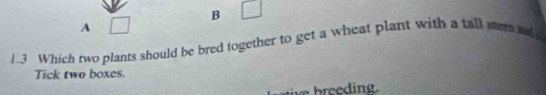 square 
A □ 
1.3 Which two plants should be bred together to get a wheat plant with a tall sem a 
Tick two boxes. 
v ding .