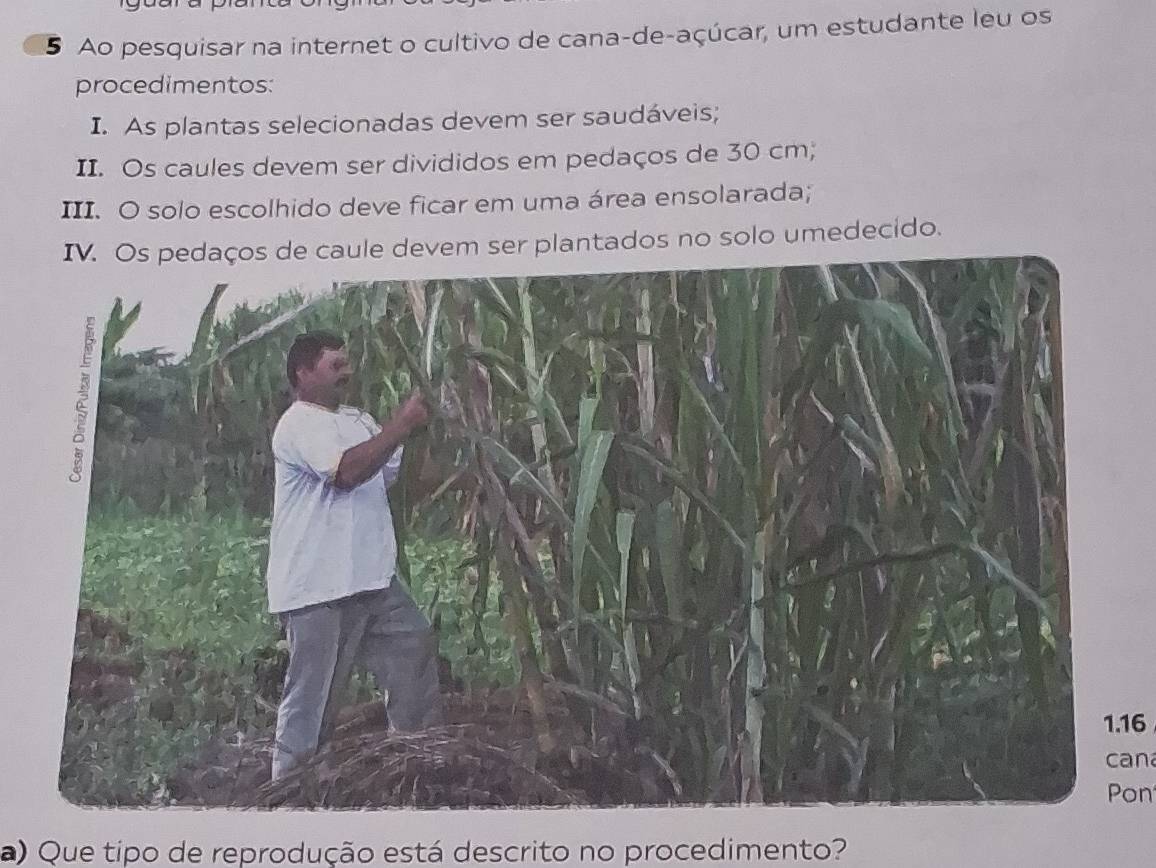 Ao pesquisar na internet o cultivo de cana-de-açúcar, um estudante leu os 
procedimentos: 
I. As plantas selecionadas devem ser saudáveis; 
II. Os caules devem ser divididos em pedaços de 30 cm; 
III. O solo escolhido deve ficar em uma área ensolarada; 
IV. Os pedaços de caule devem ser plantados no solo umedecido. 
1. 16
cana 
Pon 
a) Que tipo de reprodução está descrito no procedimento?