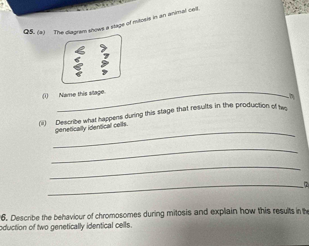 The diagram shows a stage of mitosis in an animal cell.
6 3
_ 
(i) Name this stage. 
(1) 
(ii) Describe what happens during this stage that results in the production of two 
_ 
genetically identical cells. 
_ 
_ 
_12 
6. Describe the behaviour of chromosomes during mitosis and explain how this results in the 
oduction of two genetically identical cells.