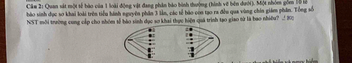 Quan sát một tế bào của 1 loài động vật đang phân bào bình thường (hình vẽ bên dưới). Một nhóm gồm 1ổ tế 
bào sinh dục sơ khai loài trên tiến hành nguyên phân 3 lần, các tế bào con tạo ra đều qua vùng chín giảm phân. Tổng số 
NST mồi trường cung cấp cho nhóm tế bảo sinh dục sơ khai thực hiện quá trình tạo giao từ là bao nhiêu? 
nguy hiểm