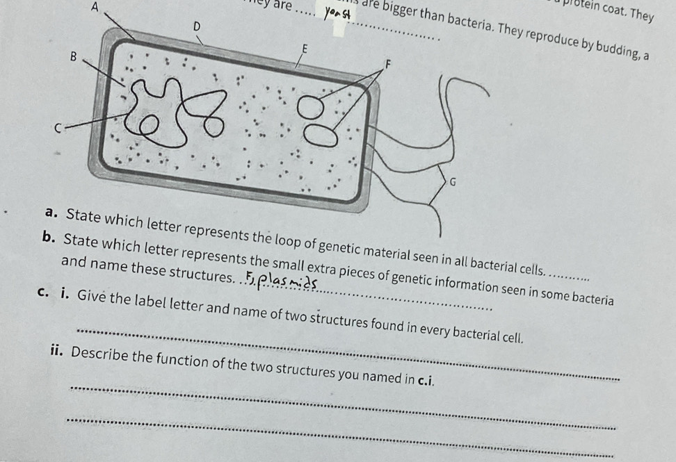 A 
mey are_ yeus 
d protein coat. They 
_s are bigger than bacteria. They reproduce by budding, a 
all bacterial cells. 
the small extra pieces of genetic information seen in some bacteria nd name these structures. 
_ 
c. i. Give the label letter and name of two structures found in every bacterial cell. 
_ 
ii. Describe the function of the two structures you named in c.i. 
_