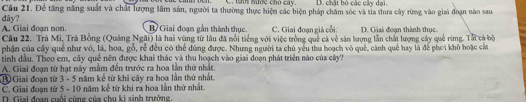 tưới nước cho cay. D. chặt bỏ các cây dại.
Câu 21. Để tăng năng suất và chất lượng lâm sản, người ta thường thực hiện các biện pháp chăm sóc và tỉa thưa cây rừng vào giai đoạn nào sau
đây?
A. Giai đoạn non. B Giai đoạn gần thành thục. C. Giai đoạn giả cỗi. D. Giai đoạn thành thục
Câu 22. Trà Mi, Trà Bồng (Quảng Ngãi) là hai vùng từ lâu đã nổi tiếng với việc trồng quế cả về sản lượng lẫn chất lượng cây quế rừng. Tất cả bộ
phận của cây quế như vỏ, lá, hoa, gỗ, rễ đều có thể dùng được. Nhưng người ta chủ yếu thu hoạch vỏ quế, cành quế hay lá để phơi khô hoặc cất
tinh dầu. Theo em, cây quế nên được khai thác và thu hoạch vào giai đoạn phát triển nào của cây?
A. Giai đoạn từ hạt nảy mầm đến trước ra hoa lần thứ nhất.
B)Giai đoạn từ 3 - 5 năm kể từ khi cây ra hoa lần thứ nhất.
C. Giai đoạn từ 5 - 10 năm kể từ khi ra hoa lần thứ nhất.
D. Giai đoan cuối cùng của chu kì sinh trưởng.