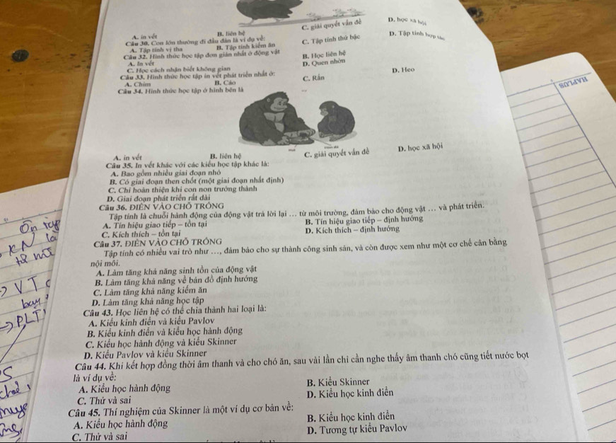 Cầu 30, Con lớn thường đi đầu dân là ví dụ về: B. liên hệ C. giải quyết vấn đề
D. học xã hội
A. in vết
Câu 32. Hình thức học tập đơn giản nhất ở động vật B. Tập tính kiểm ăn C. Tập tính thứ bậc
D. Tập tinh hợp tác
A. Tập tính vị tha
B. Học liên hệ
A. In vét D. Quen nhòn
C. Học cách nhận biết không gian
Câu 33, Hình thức học tập in vệt phát triển nhất ở: B. Cảo D. Heo
A. Chim
Câu 34. Hình thức học tập ở hình bên là C. Rắn
A. in vết B. liên hệ C. giải quyết vấn đề D. học xã hội
Câu 35. In vết khác với các kiểu học tập khác là:
A. Bao gồm nhiều giai đoạn nhỏ
B. Có giai đoạn then chốt (một giai đoạn nhất định)
C. Chỉ hoàn thiện khi con non trưởng thành
D. Giai đoạn phát triển rất dài
Cầu 36. ĐIÊN VÀO CHÔ TRÔNG
Tập tính là chuỗi hành động của động vật trả lời lại ... từ môi trường, đảm bảo cho động vật ... và phát triển.
A. Tín hiệu giao tiếp - tồn tại
C. Kích thích - tồn tại  B. Tín hiệu giao tiếp - định hướng
D. Kích thích - định hướng
Câu 37, ĐIÊN VÀO CHỗ TRÔNG
Tập tính có nhiều vai trò như ..., đảm bảo cho sự thành công sinh sản, và còn được xem như một cơ chế cân bằng
nội môi.
A. Làm tăng khả năng sinh tồn của động vật
B. Làm tăng khả năng về bản đồ định hướng
C. Làm tăng khả năng kiểm ăn
D. Làm tăng khả năng học tập
Câu 43. Học liên hệ có thể chia thành hai loại là:
A. Kiểu kinh điễn và kiểu Pavlov
B. Kiểu kinh điển và kiểu học hành động
C. Kiểu học hành động và kiểu Skinner
D. Kiểu Pavlov và kiểu Skinner
Câu 44. Khi kết hợp đồng thời âm thanh và cho chó ăn, sau vài lần chỉ cần nghe thấy âm thanh chó cũng tiết nước bọt
là ví dụ về:
A. Kiểu học hành động B. Kiểu Skinner
C. Thử và sai D. Kiểu học kinh điễn
Câu 45. Thí nghiệm của Skinner là một ví dụ cơ bản về:
A. Kiểu học hành động B. Kiểu học kinh điền
C. Thử và sai  D. Tương tự kiểu Pavlov