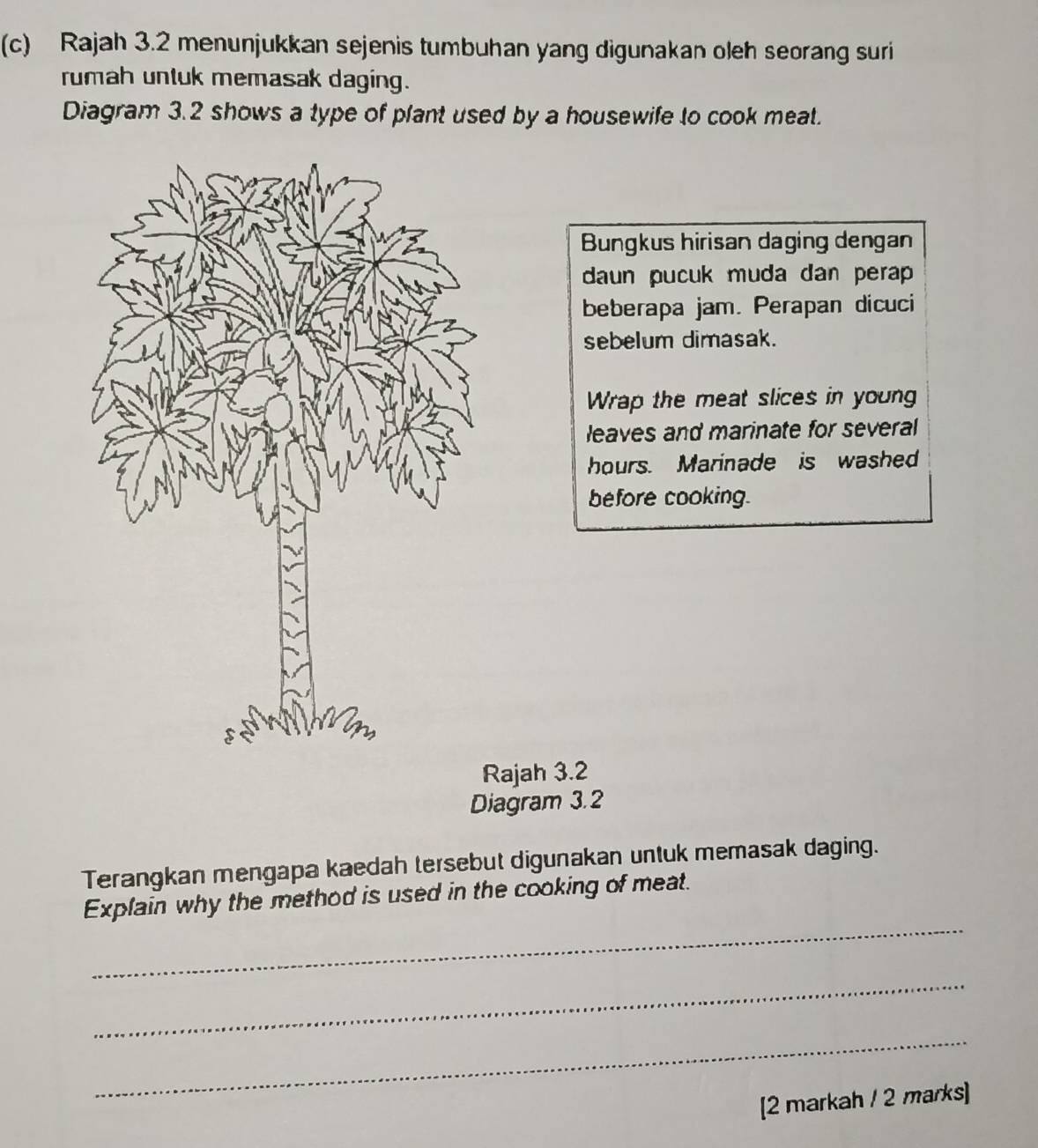 Rajah 3.2 menunjukkan sejenis tumbuhan yang digunakan oleh seorang suri 
rumah untuk memasak daging. 
Diagram 3.2 shows a type of plant used by a housewife to cook meat. 
Bungkus hirisan daging dengan 
daun pucuk muda dan perap 
beberapa jam. Perapan dicuci 
sebelum dimasak. 
Wrap the meat slices in young 
leaves and marinate for several
hours. Marinade is washed 
before cooking. 
Rajah 3.2 
Diagram 3.2 
Terangkan mengapa kaedah tersebut digunakan untuk memasak daging. 
_ 
Explain why the method is used in the cooking of meat. 
_ 
_ 
[2 markah / 2 marks]